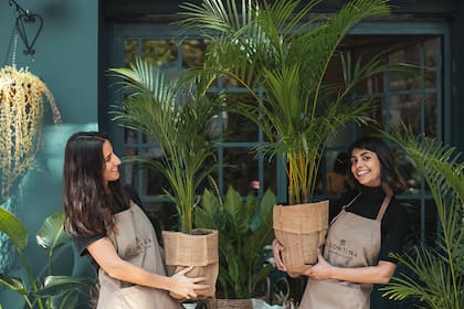 Las palmeras areca, una de las clásicas por estos días.