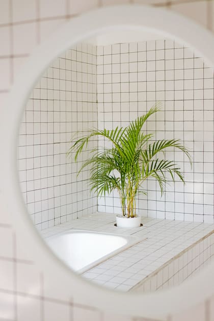 Las palmeras crecen en climas tropicales y requieren de una humedad relativamente alta para mantenerse verdes, lo que las convierte en excelentes candidatas para el baño