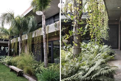 Las palmeras pindó generan un filtro que
sombrea las especies plantadas por debajo. Las Muhlenbergia dumosa deleitan con su plumosidad detrás
del banco y contrastan con el follaje fresco y grisáceo de la Poa iridifolia.