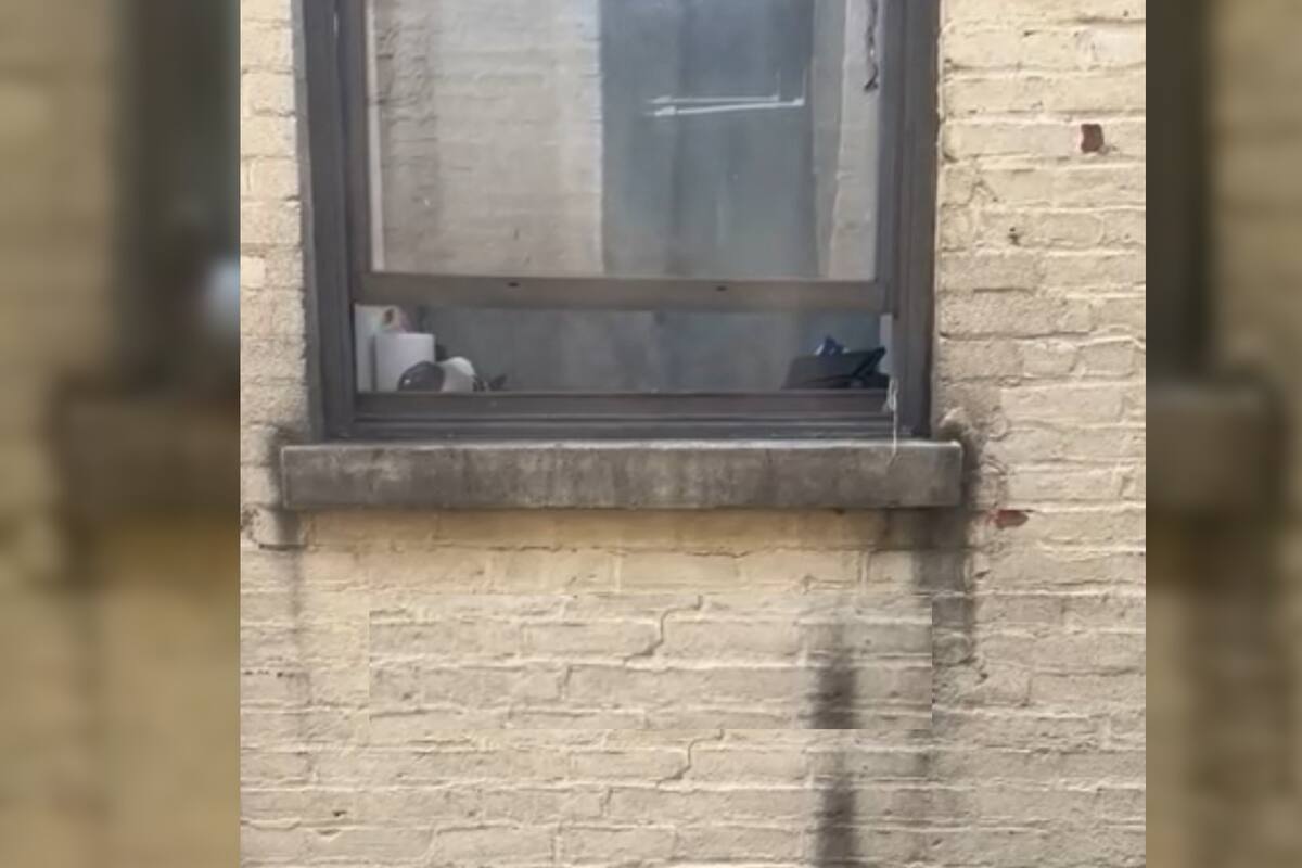 Las palomas encontraron el lugar ideal para que nazcan sus pichones (Captura video)