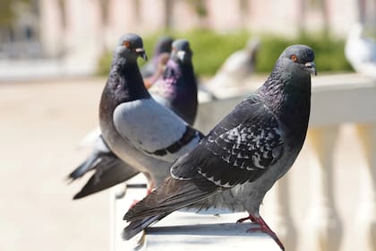 Las palomas forman parte del paisaje porteño