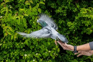 Las palomas podrían orientarse con el hígado, según estudio