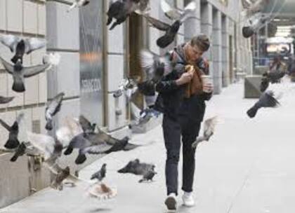 Las palomas también pueden ser una metáfora de la resiliencia de una ciudad