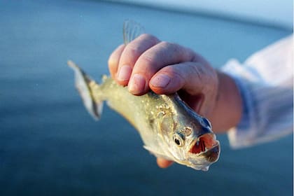 Las palometas atacan personas ante las altas temperaturas y falta de alimento