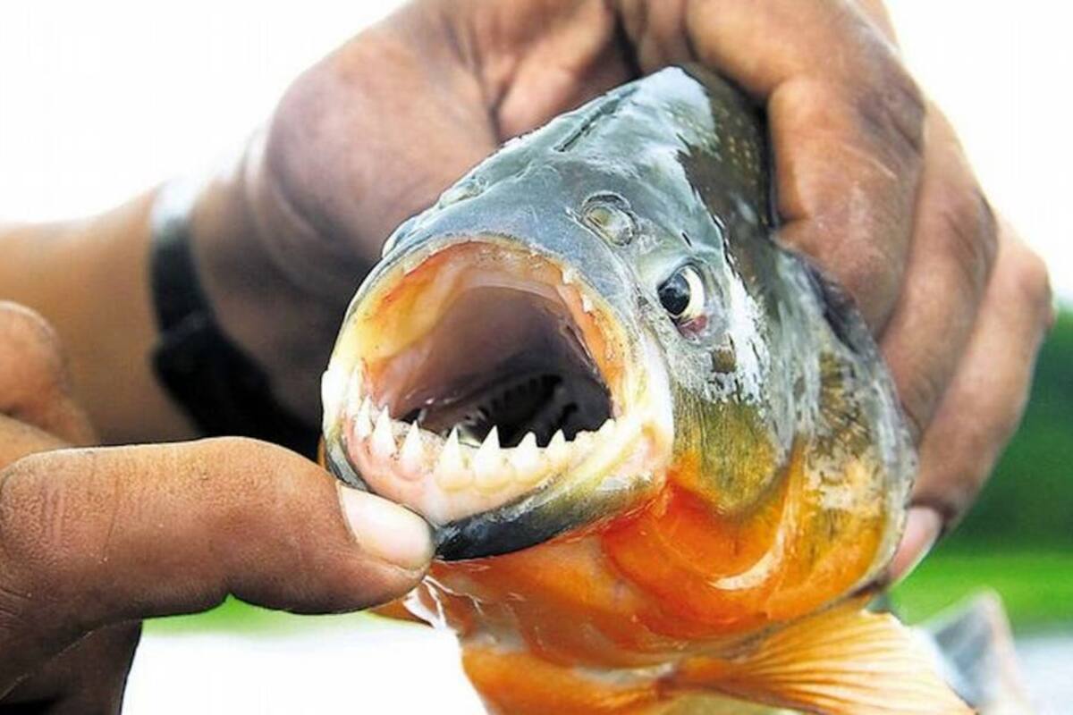 Las palometas atacaron en Posadas