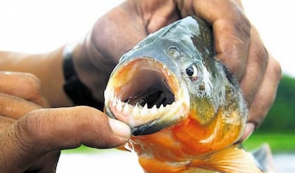 Las palometas atacan en grupo, sobre todo, cuando se sienten amenazadas