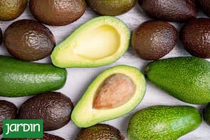 Las paltas cultivadas en casa suelen ser más frescas y sabrosas
