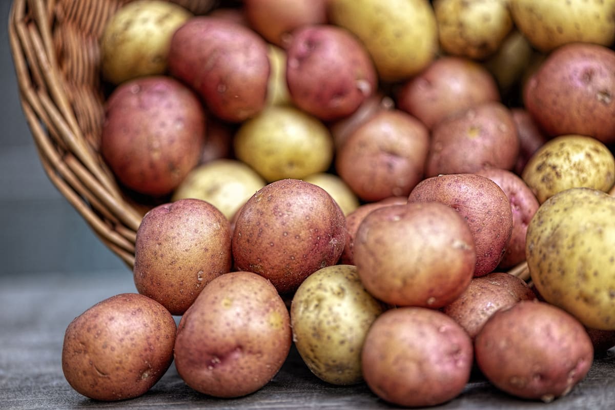 Las papas de cáscara más fina, como las rojas, suelen ser más susceptibles a los cambios en el ambiente