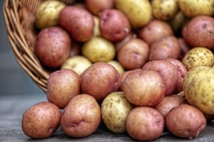 Las papas de cáscara más fina, como las rojas, suelen ser más susceptibles a los cambios en el ambiente