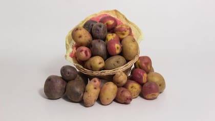 Las papas tienen más de 7000 mil años ligadas a la historia del hombre