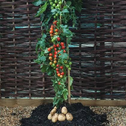 Las papas y los tomates son tan similares que al injertarlos sale una planta que produce ambos alimentos, como este llamado TomTato producido por la firma horticultural Thompson & Morgan