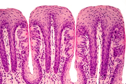 Las papilas gustativas