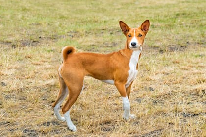Las particularidades de la rasa Basenji