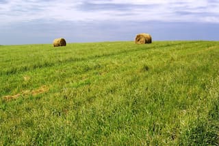 Por qué hay que apuntar a la intensificación agropecuaria sustentable