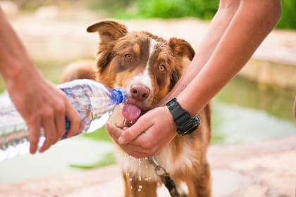 Las patas de las mascotas son una de las áreas que requieren mayor protección; hay que limpiarlas luego de los paseos con una toalla húmeda para eliminar la sal y los productos químicos usados para derretir la nieve y el hielo