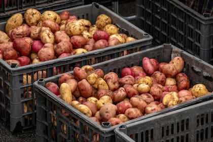 Las patatas naranjas adquieren su color gracias al betacaroteno (vitamina A), esencial para la salud ocular y el sistema inmunológico (Pexels/Sergei Starostin)