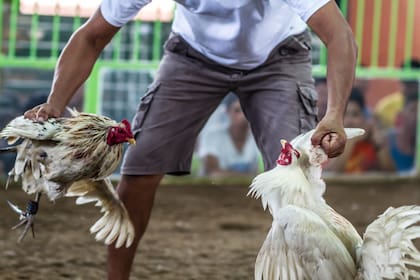 Las peleas de gallos están prohibidas en India, pero las autoridades no han logrado ponerle fin a los encuentros ilegales (imagen ilustrativa)