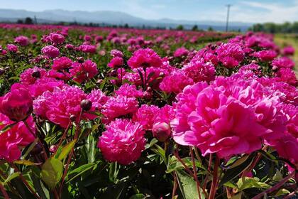 Las peonías florecen en diciembre y son otro de los atractivos de Trevelin