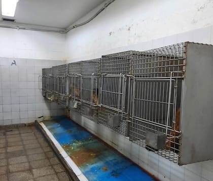 Las pequeñas jaulas donde viven los animales en subsuelo sin luz natural