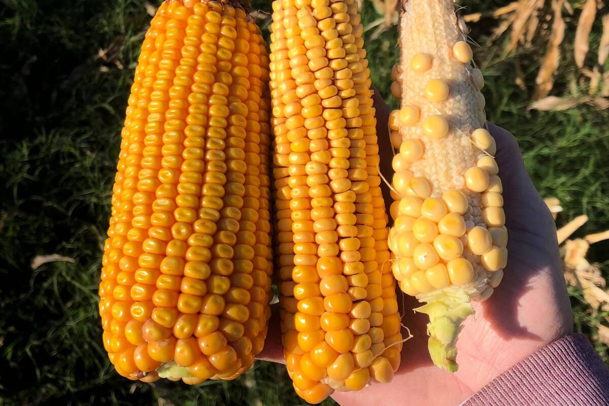 Las pérdidas ocasionadas por la chicharrita impactarán en las decisiones de siembra para la nueva campaña