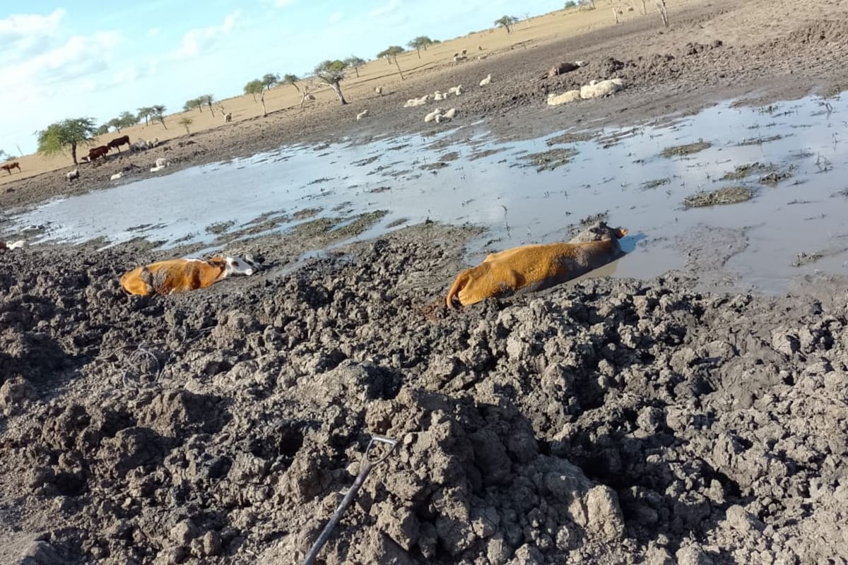 Las pérdidas totales en ganadería fueron estimadas en $37.000 millones