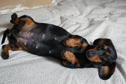 Las perras salchicha suelen tener entre uno y seis cachorros por embarazo