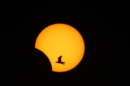 Las Perseidas: el nuevo fenómenos que invita a levantar la mirada hacia el espacio