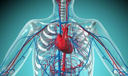Las personas con factores de riesgo cardiovascular o enfermedad vascular previa requieren especial atención