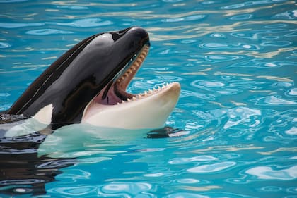 Las personas nacidas en el mes de agosto se ven identificadas con las orcas