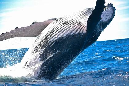 Las personas nacidas en el mes de mayo se identifican con la ballena azul