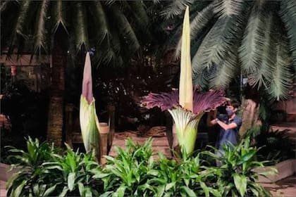 Las personas pueden comprar una entrada para acercarse a observar la flor que desprende el "olor a muerte" en Chicago