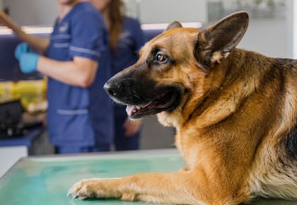 Las personas que abandonen a su mascota durante un desastre natural, se enfrentan a una multa de hasta US$10 mil