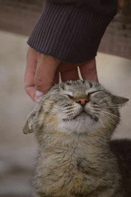 Las personas que acarician más a los gatos suelen ser más conectadas con sus emociones y atentas a los estados de ánimo de quienes las rodean