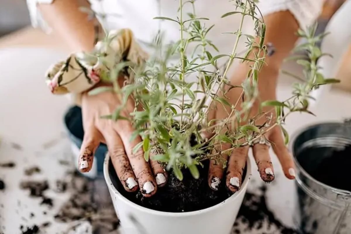 Las personas que cuidan plantas en tierra con gran diversidad microbiana registran cambios en su sistema inmunológico, de acuerdo a una investigación