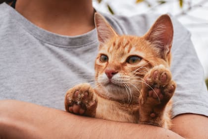 Las personas que interpretan sus señales físicas y evitan interacciones invasivas obtienen una posición de privilegio en la jerarquía afectiva de la mascota