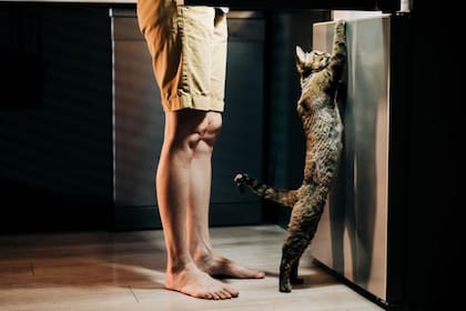 Las personas que participan en los estudios sobre las dietas muchas veces no informan sobre todo lo que comen o directamente mienten