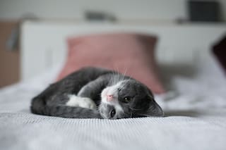 Dormir con gatos, ¿es seguro?