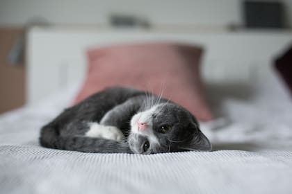 Las personas que sufren de asma no deberían compartir la cama con su gato.