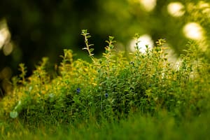 Las personas que tienen jardín o plantas en macetas saben que su cuidado es una tarea que exige, no sólo dedicación, sino también conocimiento
