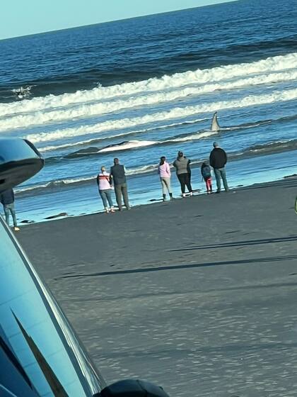 Las personas se acercaron a ver a la ballena varada; algunas de ellas intentaron devolverla a las profundidades del mar