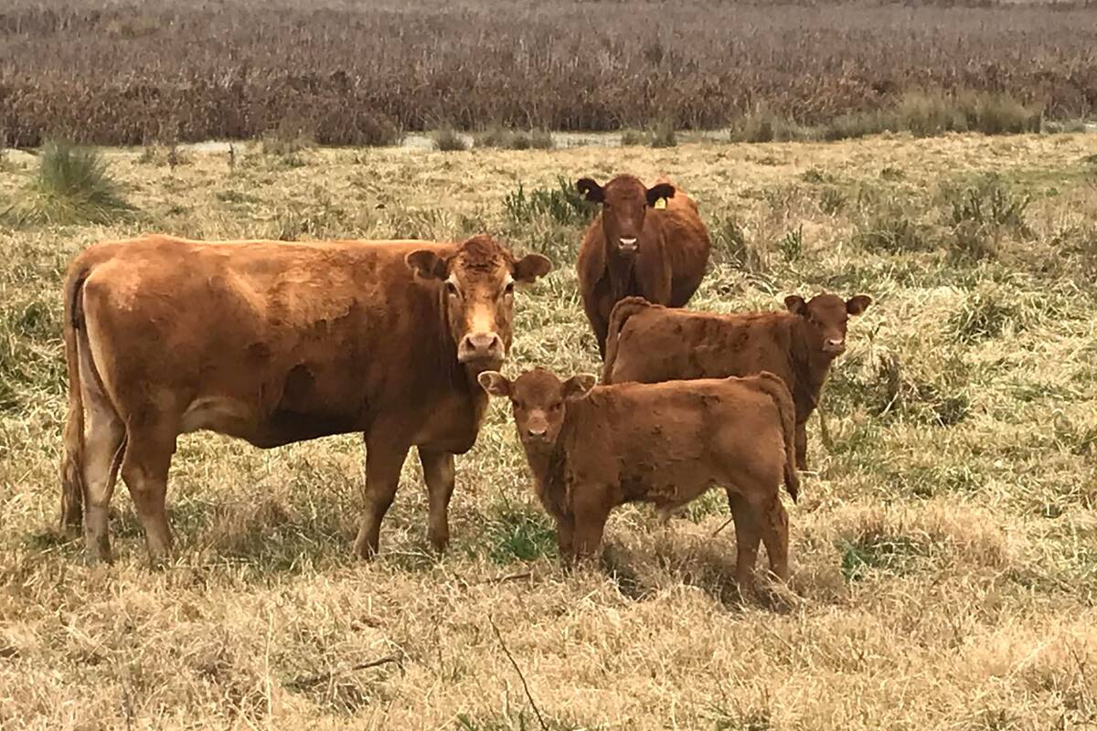 Las perspectivas para la actividad son alentadoras en la medida que se den distintos factores