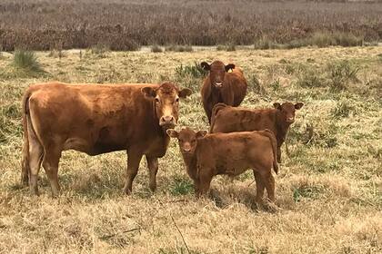 Las perspectivas para la actividad son alentadoras en la medida que se den distintos factores