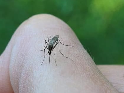 Las picaduras de mosquitos obligó a la población a buscar antídotos caseros