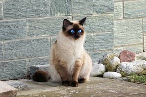 Las piedras sanitarias para gatos pueden traer malos olores si no son cambiadas a diario (imagen ilustrativa)