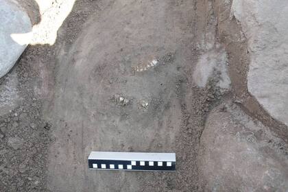 Las piezas dentales sobresalen en el terreno