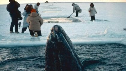 Las piletas armadas por los iñupiat para permitir respirar a las ballenas grises camino hacia el mar abierto (Fotografía National Oceanic and Atmospheric Administration, NOAA)