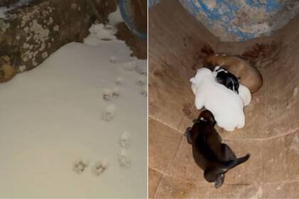 Las pisadas llevaron a una joven a donde una perra y sus cachorros se resguardaban en medio de la ola de frío