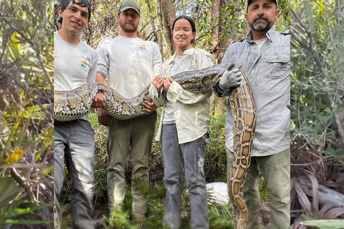 Las pitones birmanas arrasan con más de 85 especies nativas en los humedales de Florida