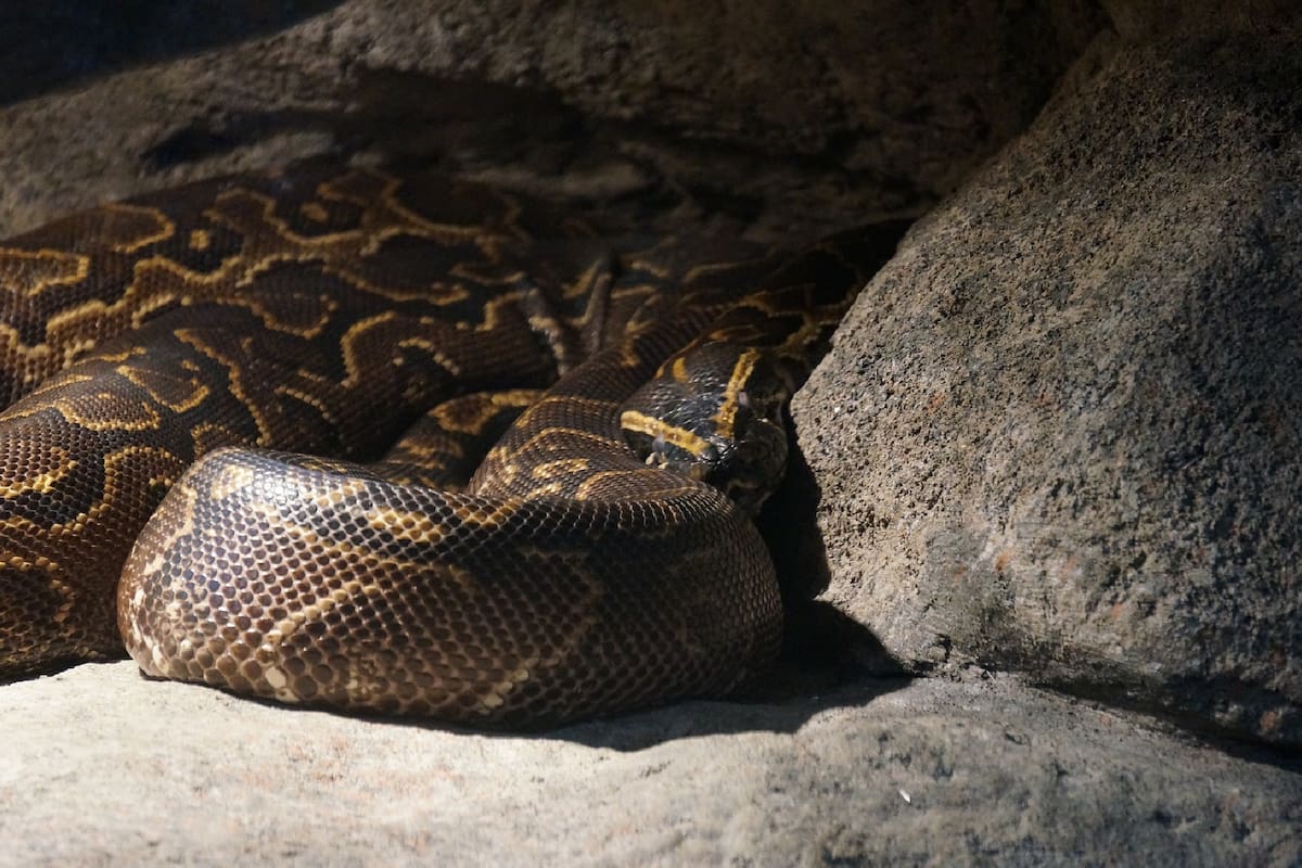 Las pitones birmanas son un problema para el ecosistema de los Everglades de Florida