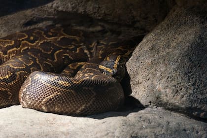 Las pitones birmanas son un problema para el ecosistema de los Everglades de Florida